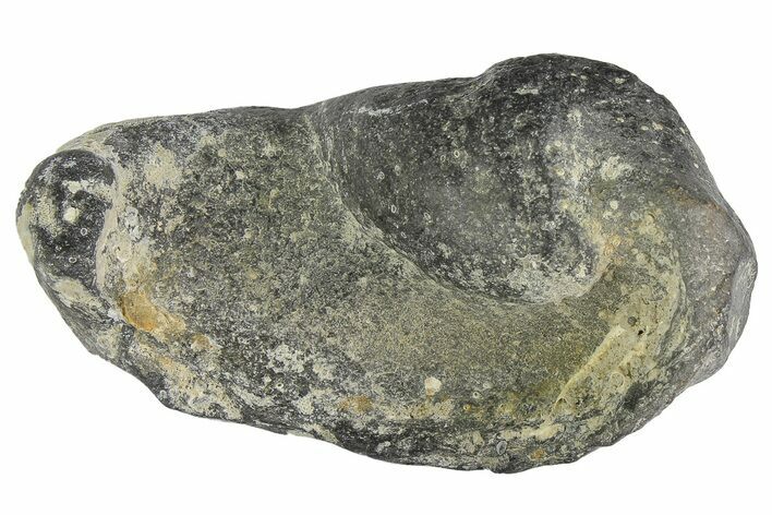 Fossil Whale Ear Bone - Miocene #177808